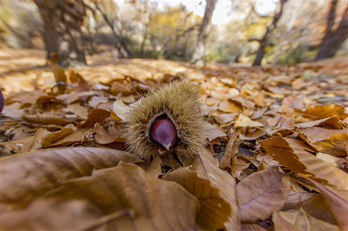 Bando per la gestione del Castagneto comunale (Bòsch del Comon)